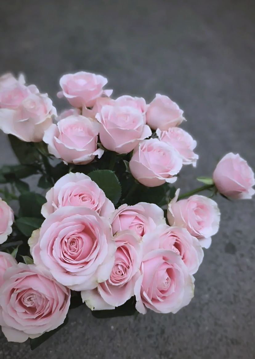 粉色玫瑰的含义和象征