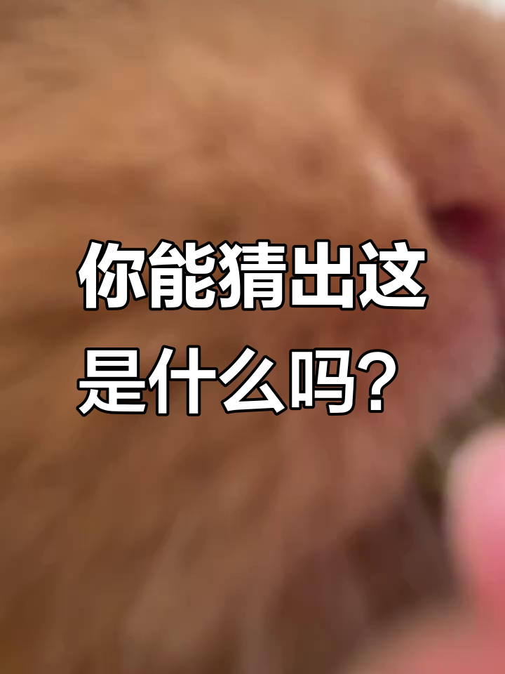 横冲直撞猜一种动物