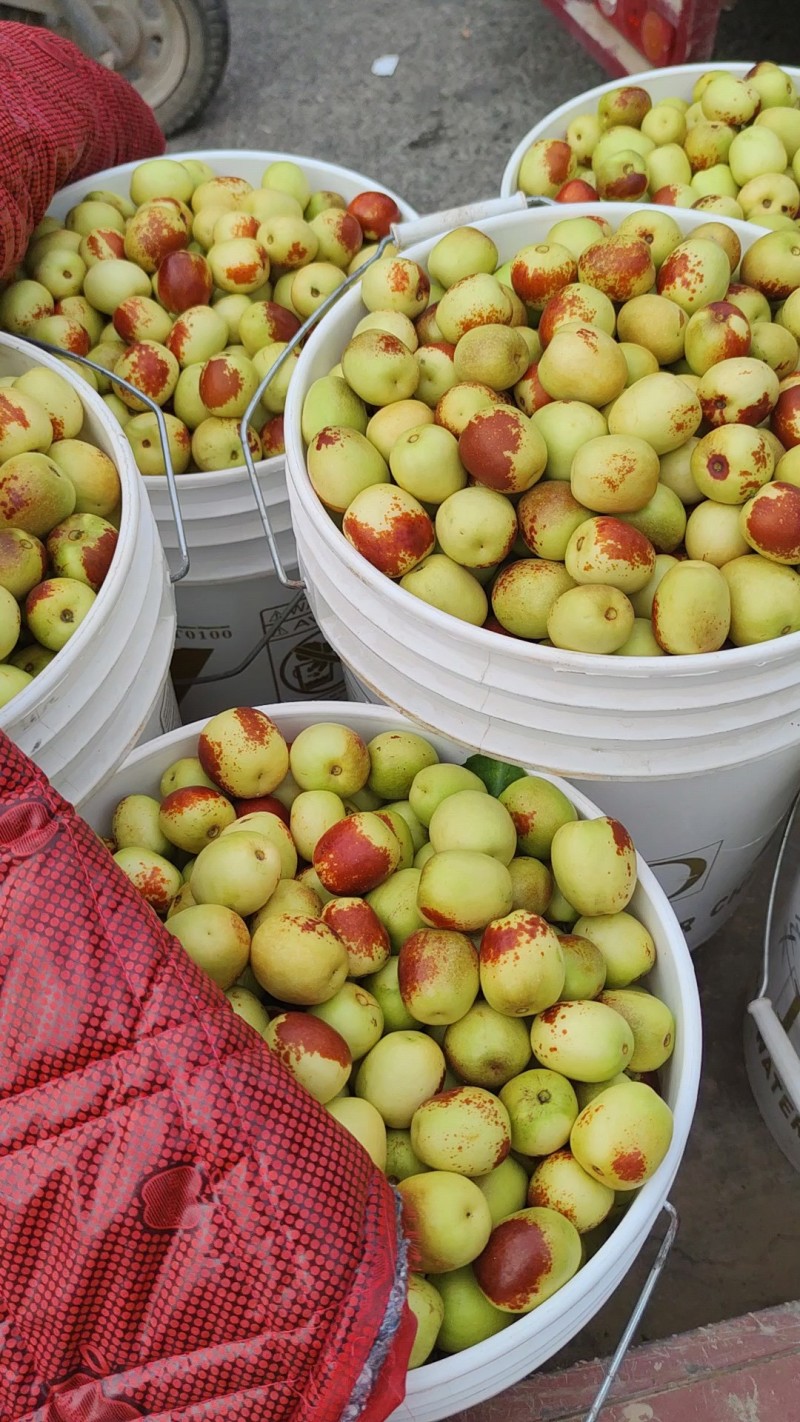 新鲜枣子能保存多长时间呢